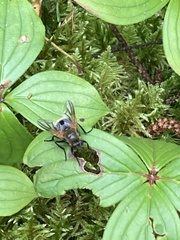 Mesembrina decipiens