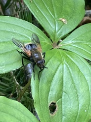 Mesembrina decipiens