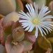Mesembryanthemum sladenianum - Photo (c) pietermier,  זכויות יוצרים חלקיות (CC BY-NC)