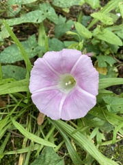 Calystegia × pulchra