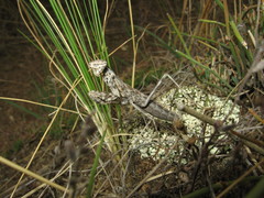 Bolivaria brachyptera