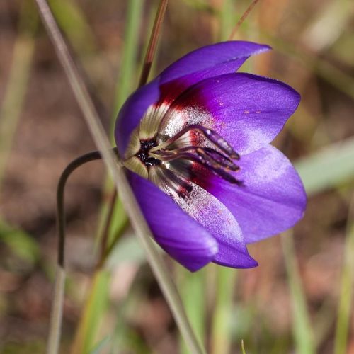 Geissorhiza tulbaghensis