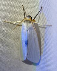 Agylla argentifera