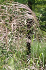 Miscanthus sacchariflorus