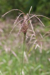 Miscanthus sacchariflorus