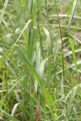 Miscanthus sacchariflorus