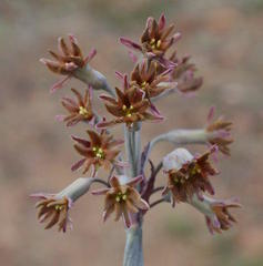 Tulbaghia capensis
