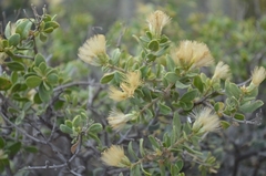 Pteronia divaricata