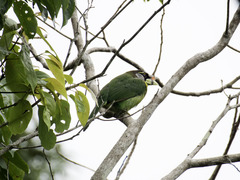 Psilopogon pyrolophus