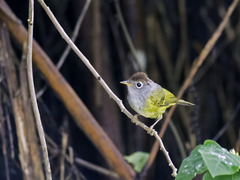 Phylloscopus castaniceps