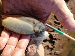 Carassius carassius