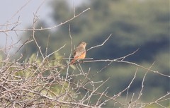 Phoenicurus ochruros