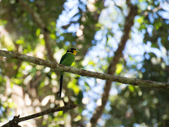 Psarisomus dalhousiae