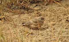 Ammomanes deserti