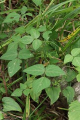 Amphicarpaea edgeworthii