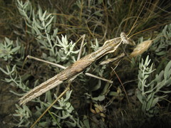 Bolivaria brachyptera