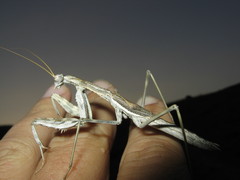 Bolivaria brachyptera