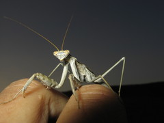 Bolivaria brachyptera