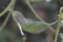 Rhynchosia schlechteri