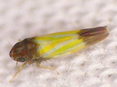 Erythridula bitincta