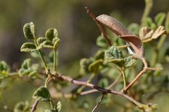 Rhynchosia schlechteri