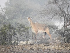 Boselaphus tragocamelus
