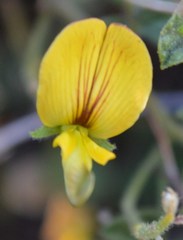 Rhynchosia schlechteri