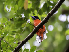 Harpactes duvaucelii