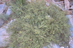 Rhynchosia schlechteri