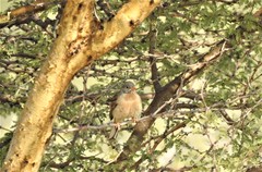 Bucanetes githagineus