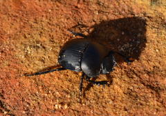 Scarabaeus convexus