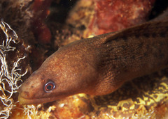 Gymnothorax buroensis