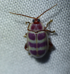 Asphaera quadrifasciata