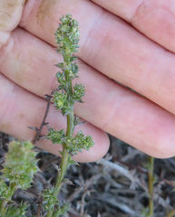 Salsola kali kali