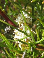 Serruria inconspicua