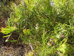 Serruria inconspicua