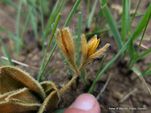 Hypoxis multiceps (Hypoxis multiceps)