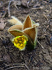 Winter Stargrass - Photo no rights reserved, uploaded by Peter Warren