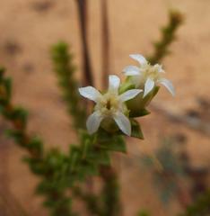 Euchaetis pungens
