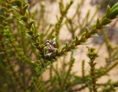Euchaetis pungens