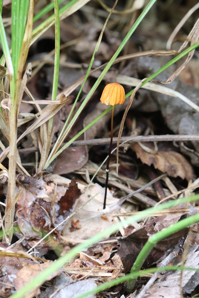 Marasmius siccus · August 2021 · photo: © ninacourlee (iNaturalist, cc-by)