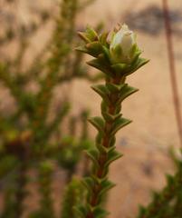 Euchaetis pungens