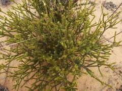 Euchaetis pungens