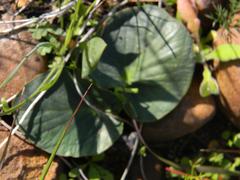 Pelargonium asarifolium