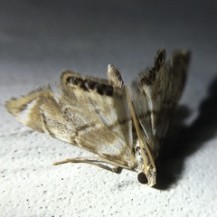 Eoparargyractis