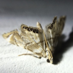 Eoparargyractis