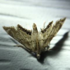 Eoparargyractis