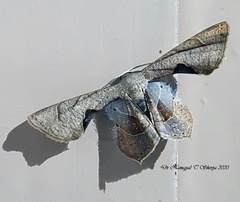 Calledapteryx dryopterata