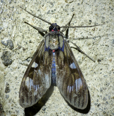 Episcepsis demonis