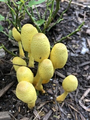 Leucocoprinus birnbaumii